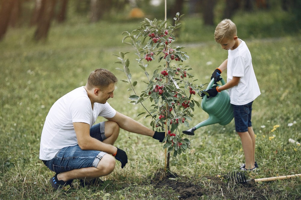 Plant een boom op maat van je tuin