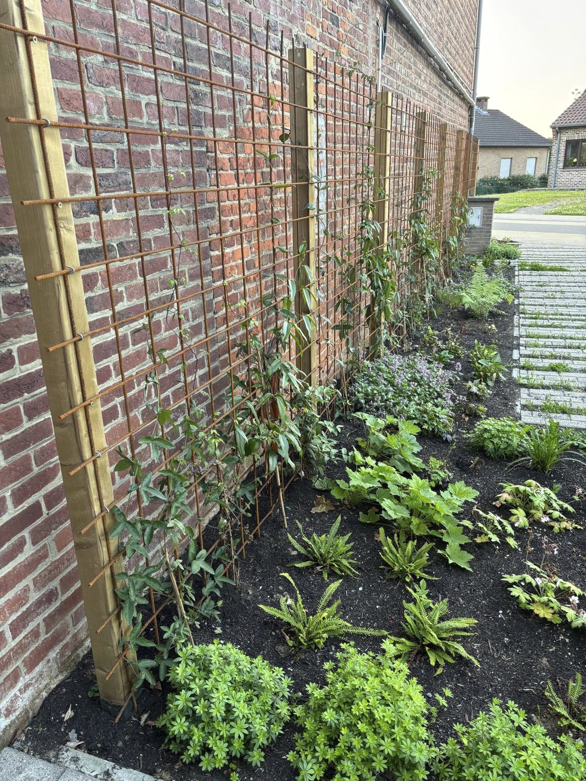 Een groene wand met klimplanten verstopt de bakstenen gevel - atelier b2