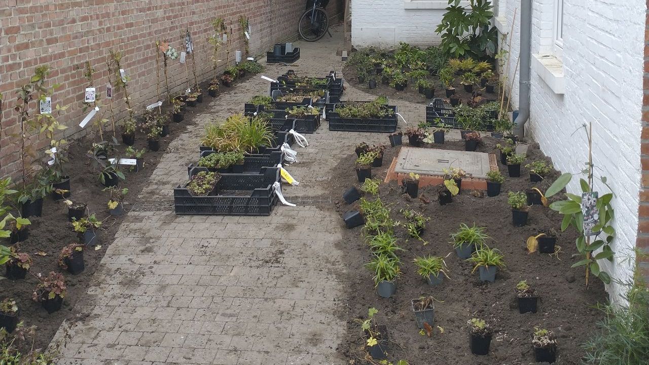 Kleine stadstuin in Wijgmaal wordt groene jungletuin